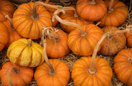 Colorful autumn pumpkins on wooden surface ready to sellの写真素材