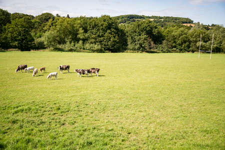 Cows on a green field and blue sky in south of Englandの写真素材