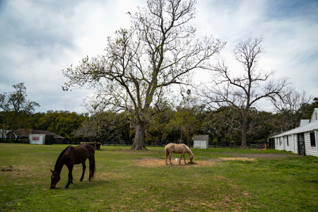 horses on a large farm plantation in Charleston, South Carolinaの写真素材