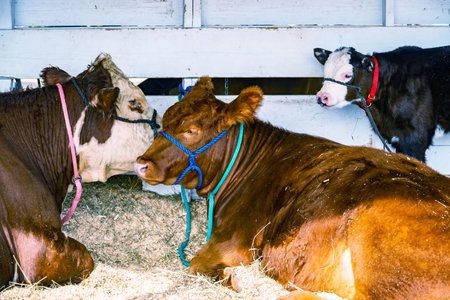 group of Cows in a farm in Cumberland County in Maine, USAの写真素材