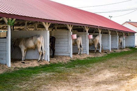 group of Cows in a farm in Cumberland County in Maine, USAの写真素材