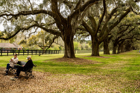 two old peaole read under a tree in the Boone Hall pantation in Charleston SC USAのeditorial素材
