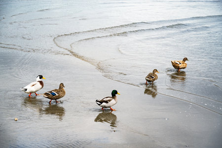 The back end of a tufted duck entering the water as it divesの写真素材