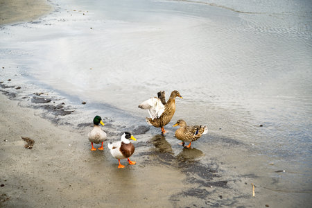 The back end of a tufted duck entering the water as it divesの写真素材