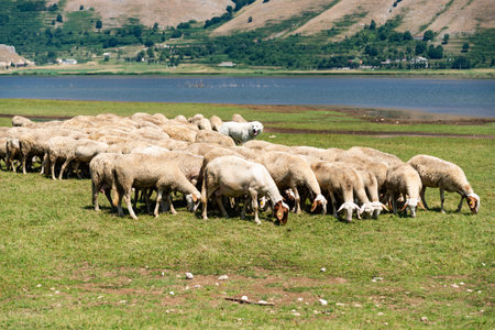 farm sheep lambs surrounded by beautiful Italian landscapeの写真素材