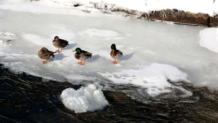 ducks on a frozen lake in Ontario, Canadaの写真素材
