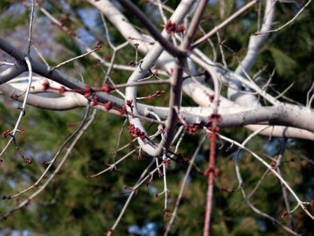 vegetation detail, canada, end of march