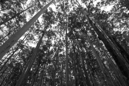 looking up in a forest of eucalyptus treesの写真素材
