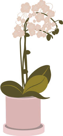 The Flower White Orchid in a Pot Flat Illustrationの写真素材