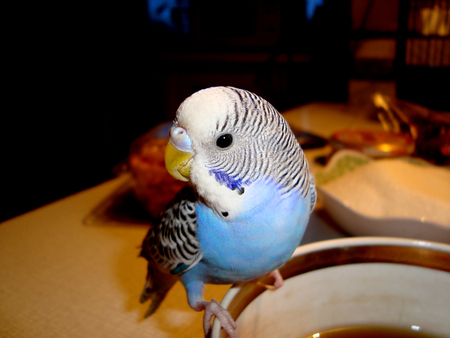 Blue parrot sitting on teacupの写真素材