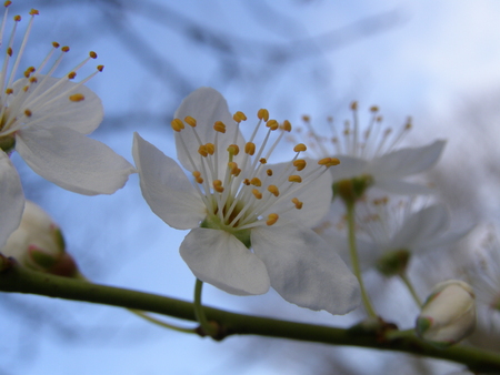 Apple tree flower macroの写真素材