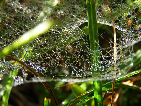 Droplets of dew on spider web