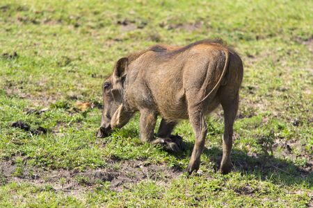 Warthog digging for foodの写真素材
