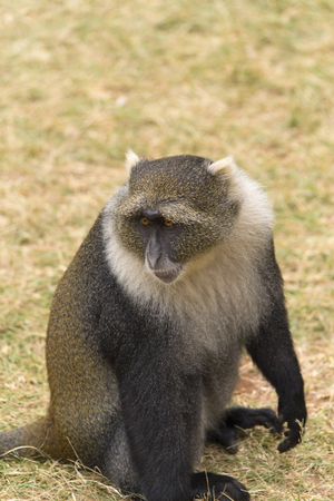 Sykes monkey