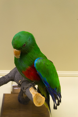 Stuffed tropical parrot in museumの写真素材