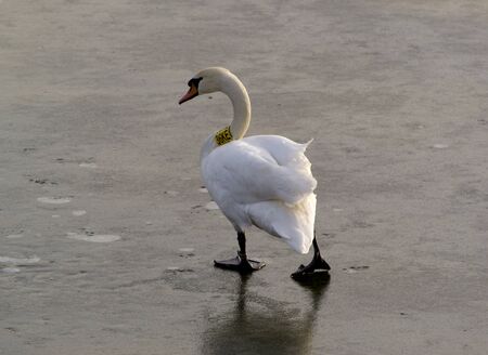 Swan on frozen lakeの写真素材