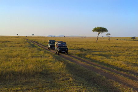Safari jeeps driving in savannahの写真素材
