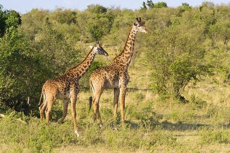 Pair of giraffesの写真素材