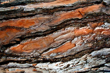 Coarse texture of wood