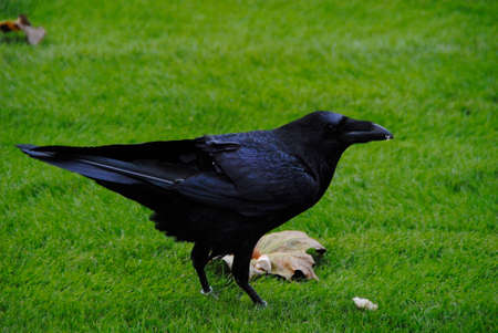 One of the ravens in the Tower of Londonの写真素材