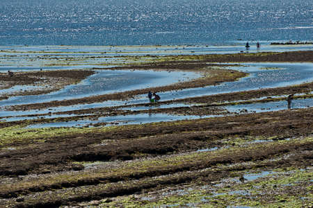 People searching for mollusks during low tide in the Oleron Island, Franceの写真素材
