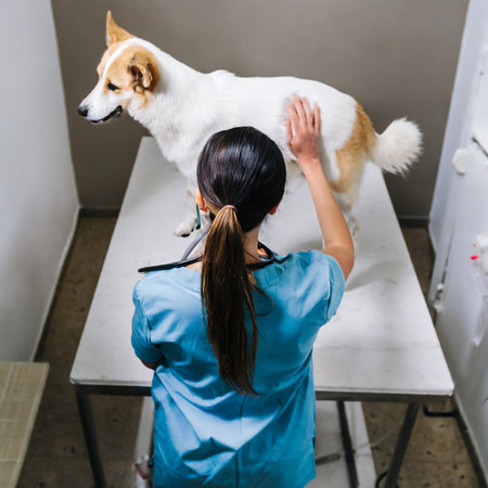 Veterinarian examining a dog in a veterinary clinic. Veterinary medicine.の素材
