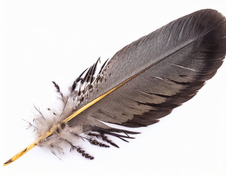 feather of a bird on a white background close-up.の素材