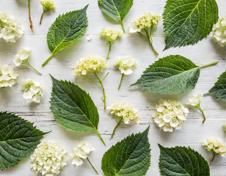 White hydrangea flowers on white wooden background. Flat lay, top view.の素材