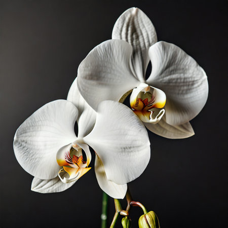 White orchid on a dark background. Close-up. Studio photography.の素材