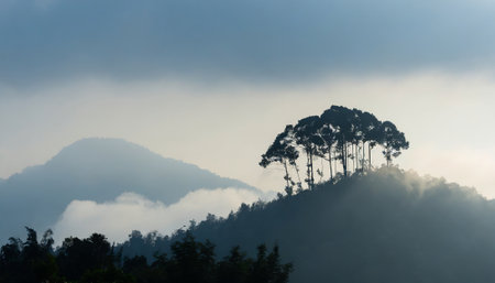 Silhouette of pine trees on the mountain in misty morningの素材