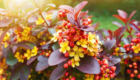 Berberis is a genus of flowering plants in the barberry family.の素材