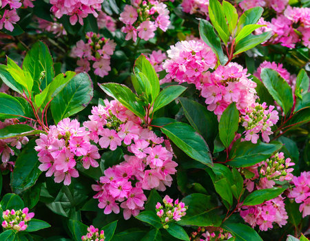 Pink flowers on green leaves background. Nature background with pink flowers.の素材