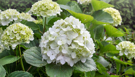 White hydrangea flowers in the garden on a summer dayの素材