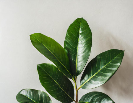 Ficus leaves on a white background. Flat lay, top view.の素材