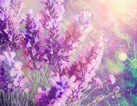 Lavender flowers in the morning sunlight. Beautiful floral background.の素材