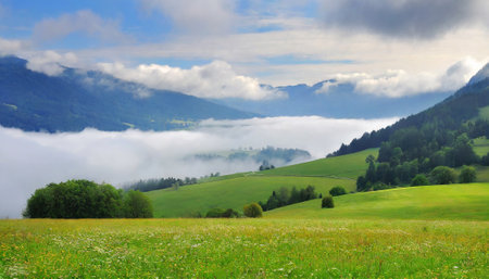 Meadow in the mountains. Landscape in the Carpathiansの素材