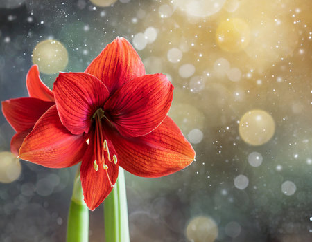 Hippeastrum (amaryllis) on bokeh backgroundの素材