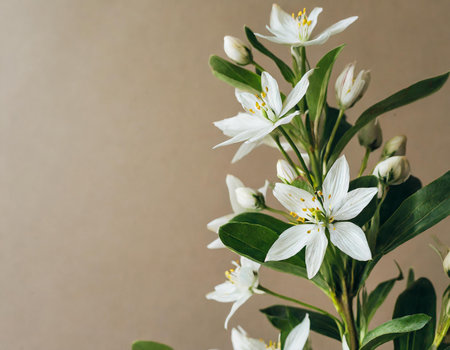 White flowers on a brown background. Floral background with copy space.の素材