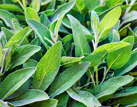 sage plant in the garden, closeup of leaves and stemsの素材