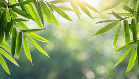 Bamboo leaves background with bokeh light, Nature background.の素材