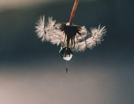 Dandelion seeds and water drop on gray background with copy spaceの素材