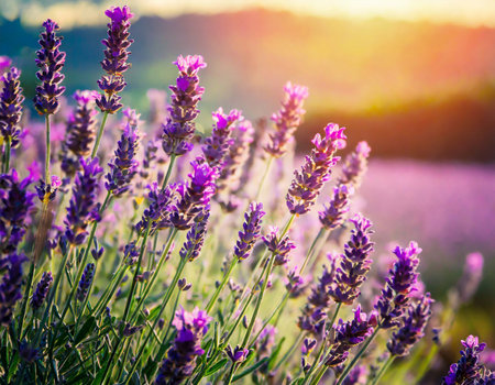 Lavender flowers blooming in the field. Nature background.の素材