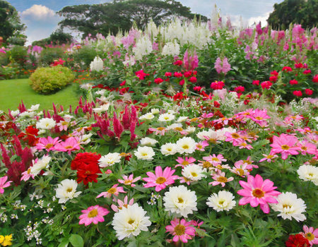 Colorful flowers in the garden at Doi Ang Khang, Chiang Mai, Thailandの素材