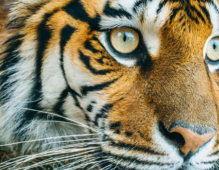 Close up of tiger face, Thailand. (Panthera tigris altaica)の素材