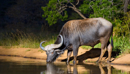 African buffalo drinking at a waterhole in Kruger National Park, South Africa ; Specie Syncerus caffer family of Bovidaeの素材