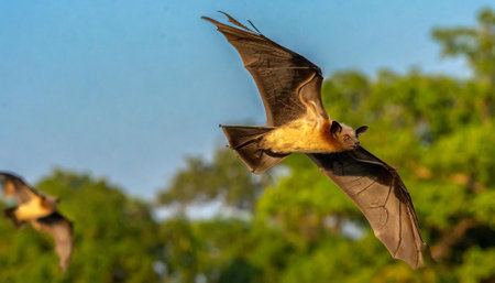 Bat flying in the wild, Pantanal, Brazil, South Americaの素材