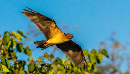 Bat flying in the blue sky, Chobe National Park, Botswana, Africaの素材