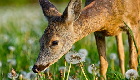 Young roe deer with dandelions in the meadow.の素材
