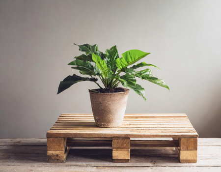 Indoor plant in flowerpot on wooden pallet, stock photoの素材