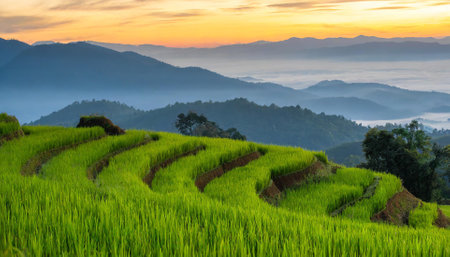 Rice terraces in the morning at Chiang Mai, Thailandの素材